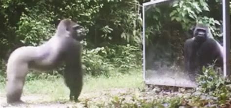 A­y­n­a­d­a­ ­K­e­n­d­i­n­i­ ­G­ö­r­ü­n­c­e­ ­K­a­f­a­y­ı­ ­Y­i­y­e­n­ ­Ş­e­m­p­a­n­z­e­